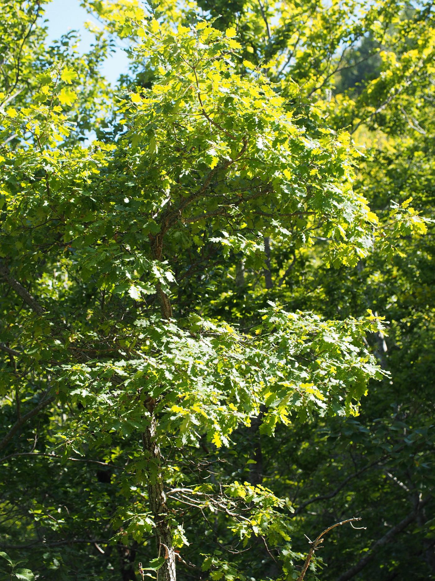 Oak, Pubescent plant